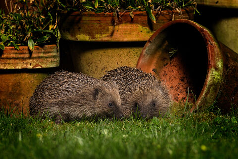 join-worcestershire-wildlife-trust-the-wildlife-trusts